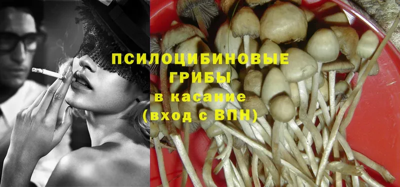 Псилоцибиновые грибы Psilocybine cubensis  Ишимбай 